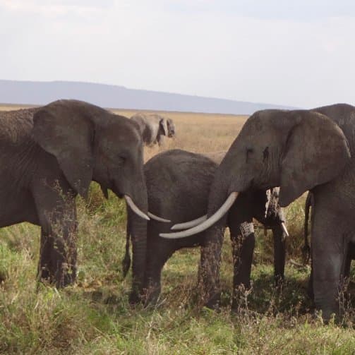 Courtois et professionnel