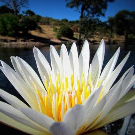 Lugano to Milan Malpensa Transfer